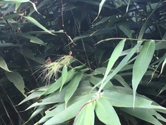 Thysanolaena