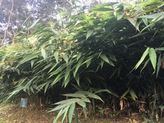 Thysanolaena