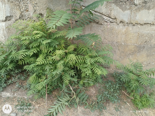 tree-of-heaven