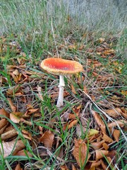 Amanita muscaria
