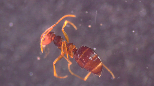Lepisiota arnoldiLepisiota arnoldi