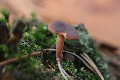 Lactarius hepaticus