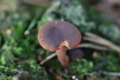 Lactarius hepaticus