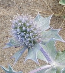 Eryngium maritimum