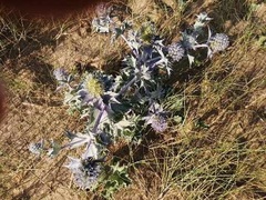 Eryngium maritimum