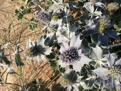 Eryngium maritimum