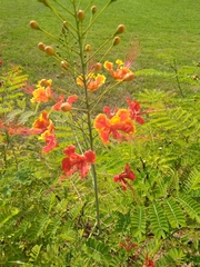 Caesalpinia pulcherrima