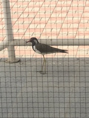 Vanellus indicus