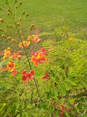 Caesalpinia pulcherrima
