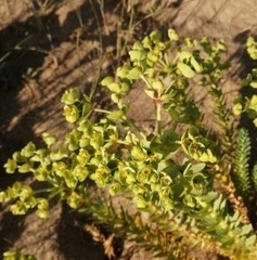 Euphorbia paralias