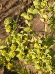 Euphorbia paralias
