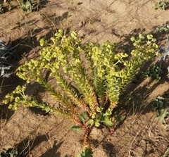 Euphorbia paralias