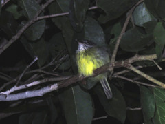 Hemitriccus iohannis