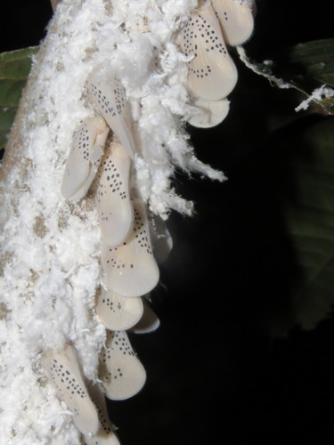 Poekilloptera phalaenoides