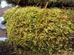 Hypnum cupressiforme