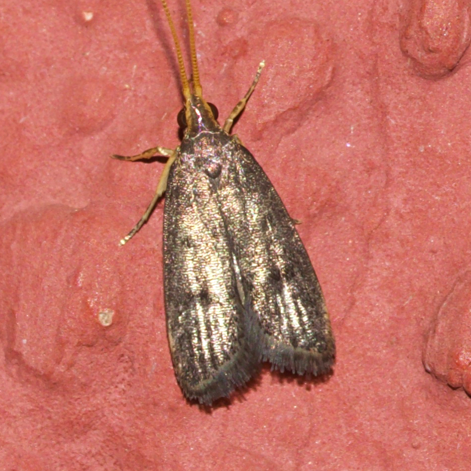 Lecithocera crebrata