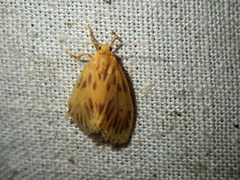 Miltochrista biseriata