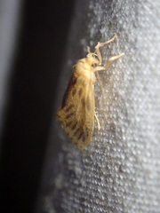 Miltochrista biseriata