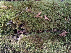 Hypnum cupressiforme