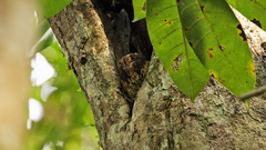 Wallace's Owlet-Nightjar photo 1