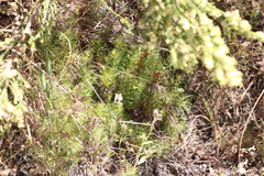 Serruria cyanoides