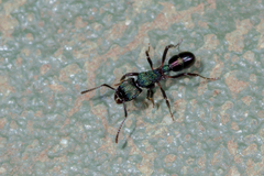 Rhytidoponera