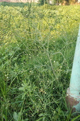 Ranunculus apiifolius