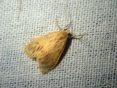 Miltochrista quadrata