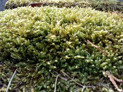 Hypnum cupressiforme