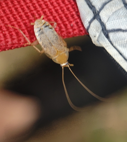 Variable Cockroach, 4318 CA Brouwershaven, Niederlande, photo 10 of 10