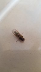 Episyrphus balteatus