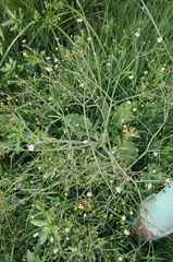 Ranunculus apiifolius