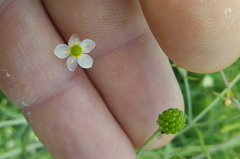 Ranunculus apiifolius