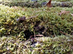 Hypnum cupressiforme