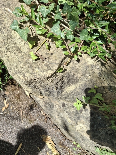 Common Wall Lizard