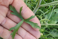 Ranunculus apiifolius