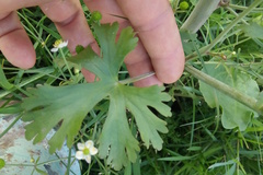 Ranunculus apiifolius