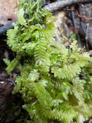 Saccogynidium observed 2025-08-18