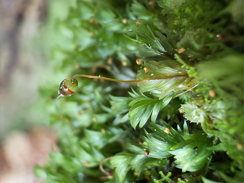 Fissidens pallidus, 2025-08-18