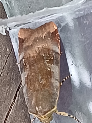 Lesser Broad-bordered Yellow Underwing, Tilehurst, Reading, UK, photo 8 of 10