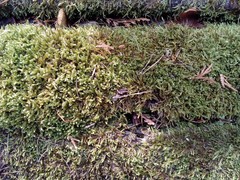 Hypnum cupressiforme