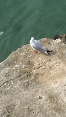 Chroicocephalus ridibundus