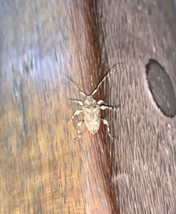 Leptostylopsis terraecolor