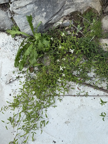 Clematis kirilowii