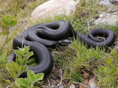 Mole Snake photo 4