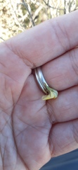Aspalathus alpestris