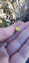 Aspalathus alpestris