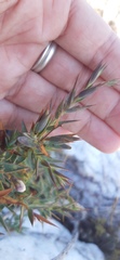 Aspalathus alpestris