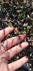 Drosanthemum quadratum