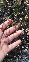 Drosanthemum quadratum